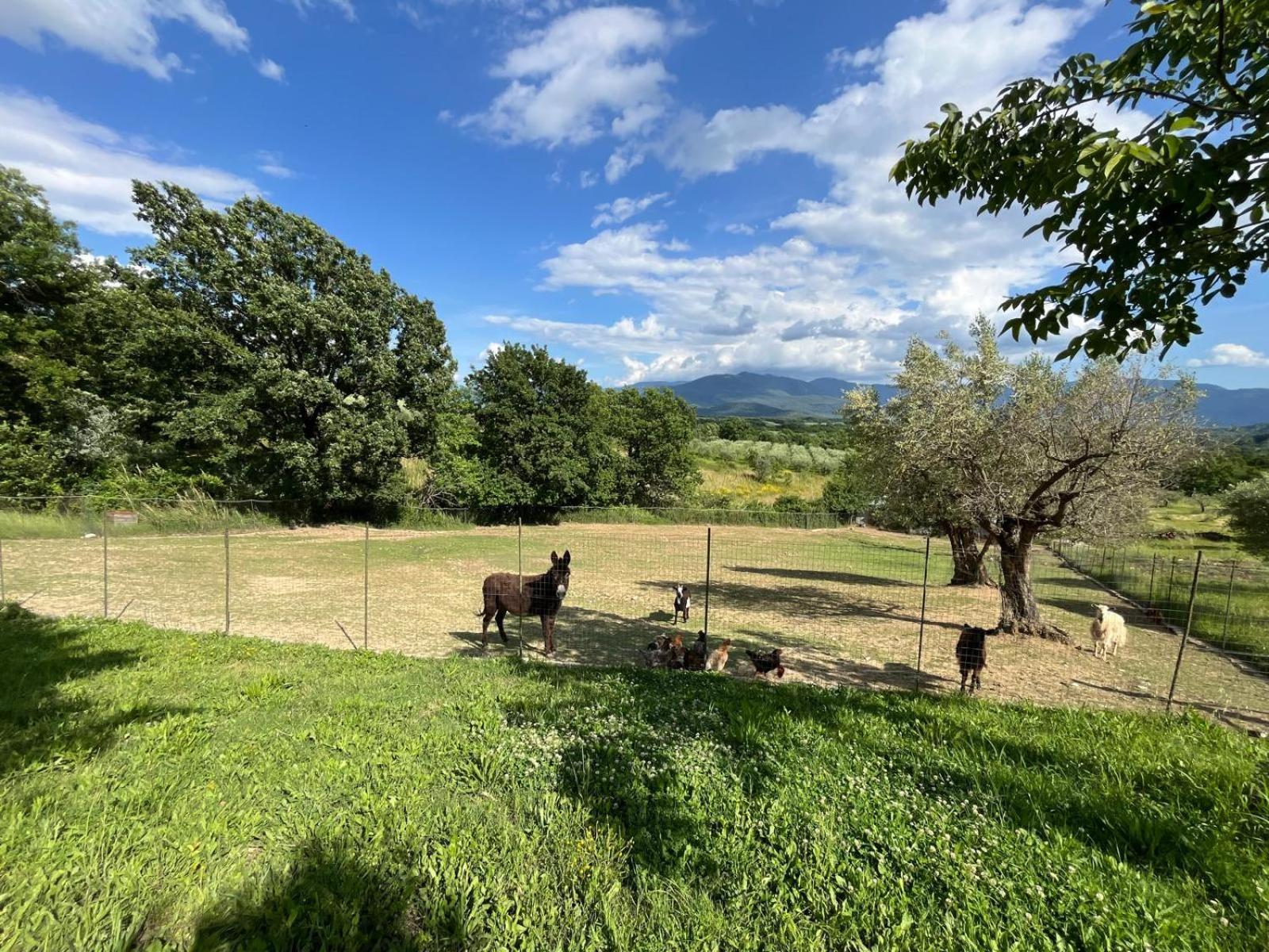 Al Capannone Di Pietro Bed & Breakfast Colli a Volturno Dış mekan fotoğraf